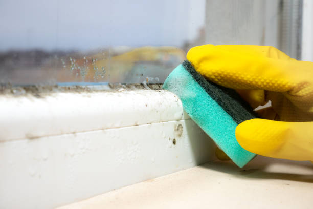 Best Home Mold Removal  in Baldwinsville, NY