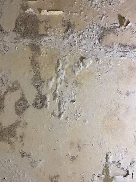 Best Mold Cleaning Services  in Baldwinsville, NY