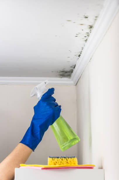 Best Residential Mold Removal  in Baldwinsville, NY