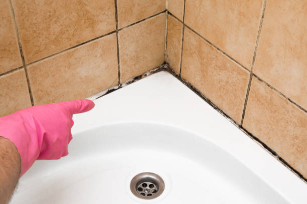 Best Mold Damage Repair  in Baldwinsville, NY